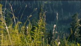 Untamed (Hindi) - Season 01 Episdoe 01